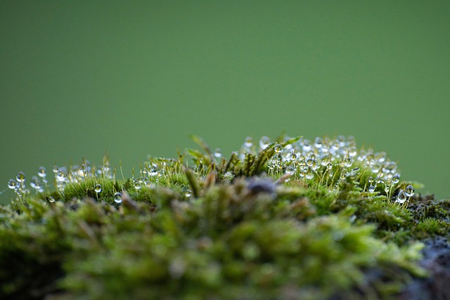 dew on moss