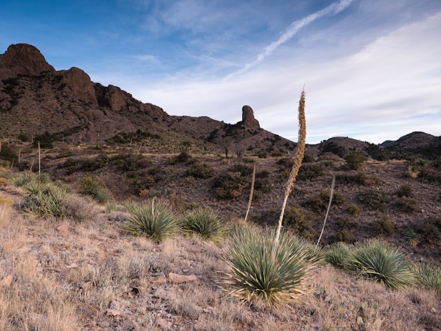 Yucca in front of Organ Mountains